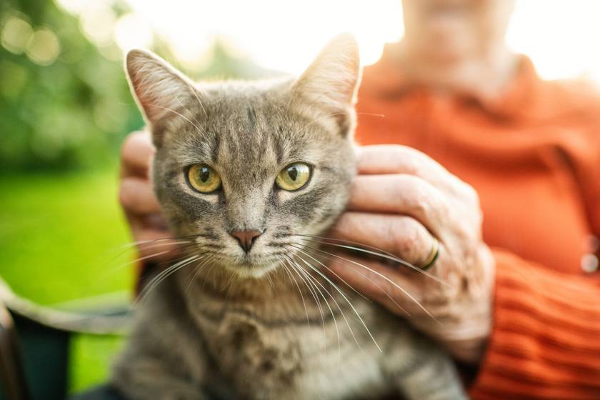Jó hír a gazdiknak! 35 ezer forintos támogatást kaphatnak szeptember 15-től